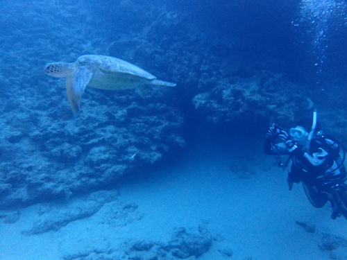 ウミガメとゲストさん
