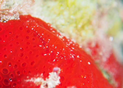 パロンシュリンプ