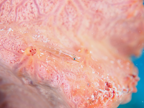 セボシウミタケハゼ