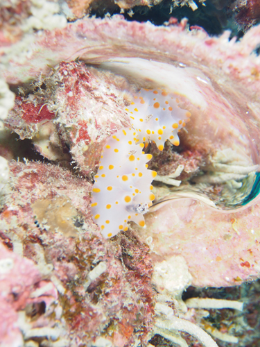 コンペイトウウミウシ