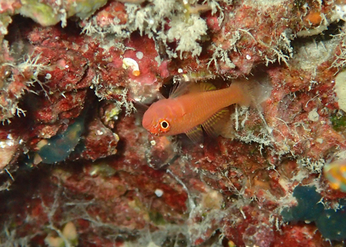 ホシクズベニハゼ