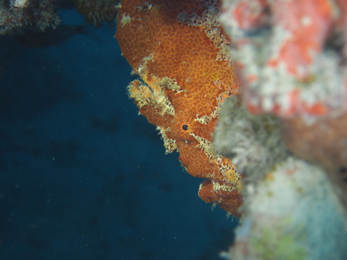 オオモンカエルアンコウ