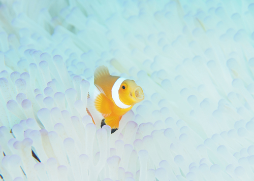 カクレクマノミ