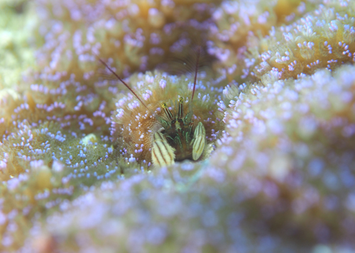 カンザシヤドカリ