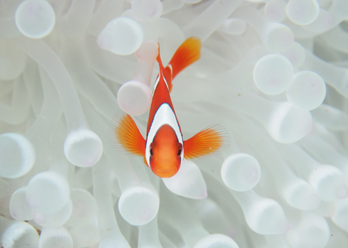 ハマクマノミｙｇ