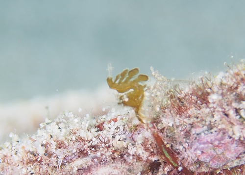 フィコカリス・シムランス