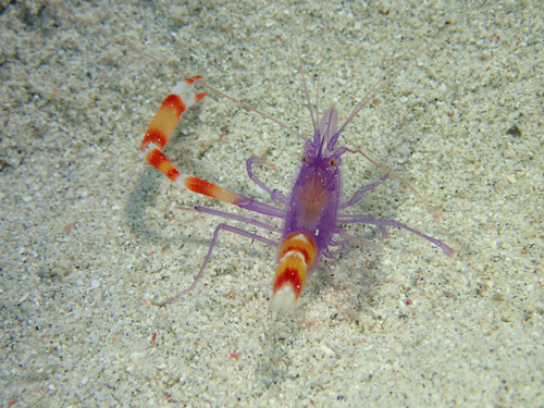 バイオレットボクサーシュリンプ