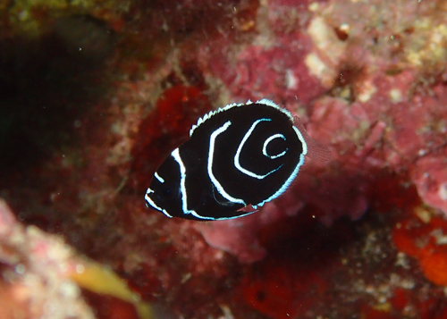 タテジマキンチャクダイ