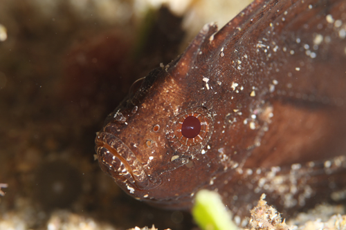 ツマジロオコゼ