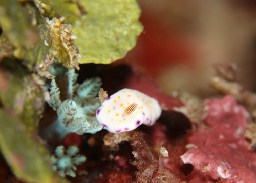 ヒメコモンウミウシ