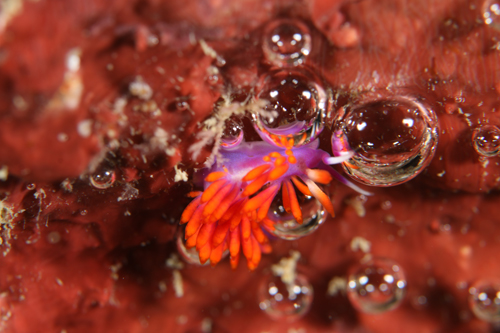 ルージュミノウミウシ