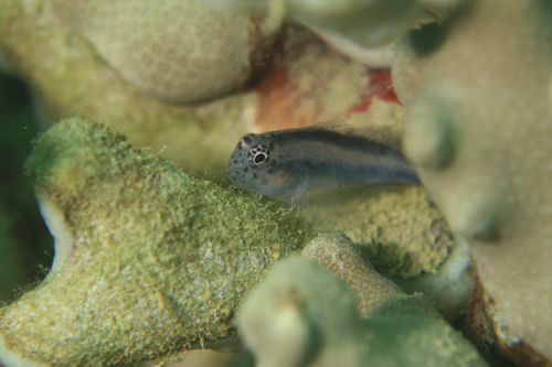 イチモンジコバンハゼ