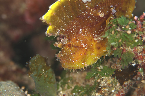 ハダカハオコゼ