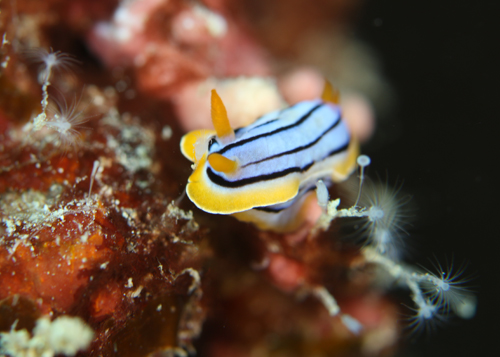 シライトウミウシとヒドロ虫