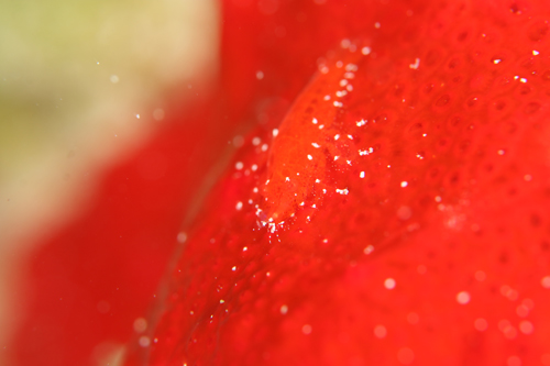 パロンシュリンプ