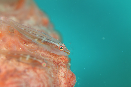 セボシウミタケハゼ