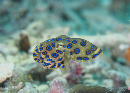 オオマルモンダコ