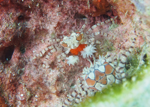 キンチャクガニ