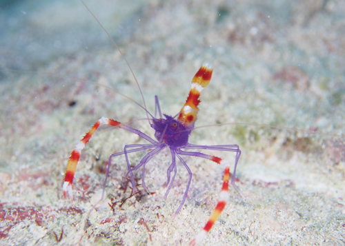 バイオレットボクサーシュリンプ