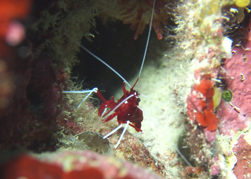 ホワイトソックス