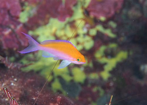 フタイロハナゴイ