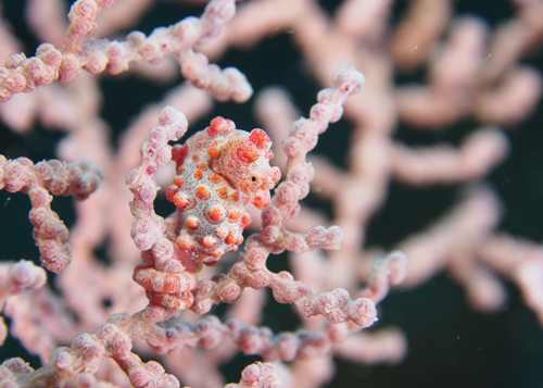 ピグミーシーホース