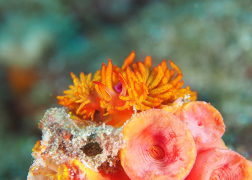 イボヤギミノウミウシ