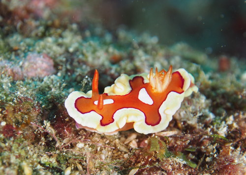 キベリアカイロウミウシ