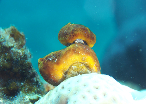 キヌゲ＆マルミコラボ