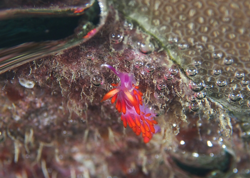 ルージュミノウミウシ