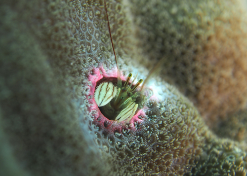 カンザシヤドカリ