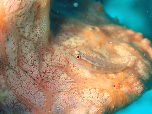 セボシウミタケハゼ