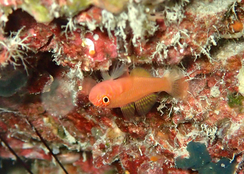 ホシクズベニハゼ