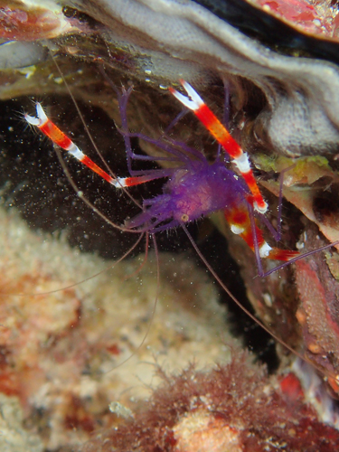 バイオレットボクサーシュリンプ