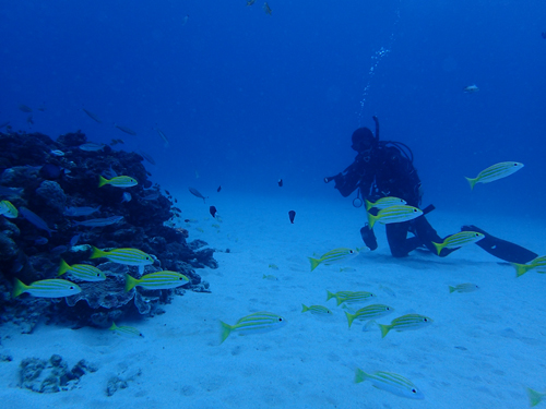 ４か月ぶりの奄美なゲストさん