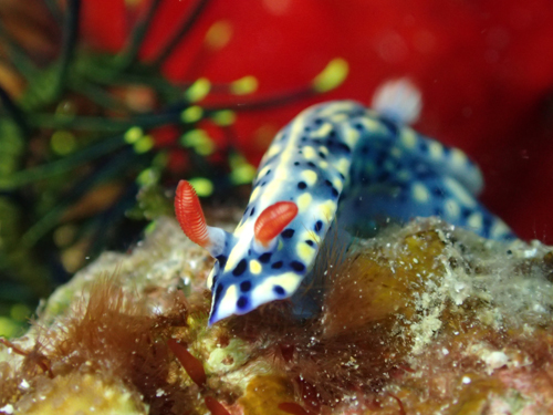 ホシゾラウミウシ