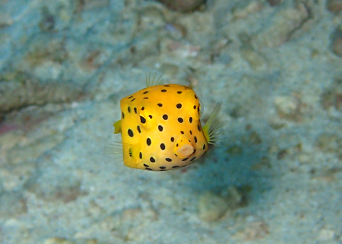 ミナミハコフグｙｇ