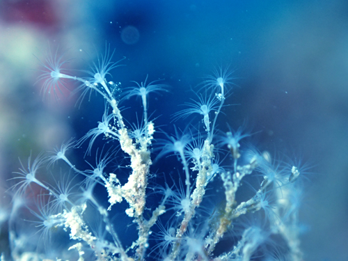 ヒドロ虫の仲間