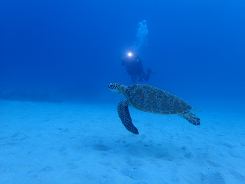アオウミガメ