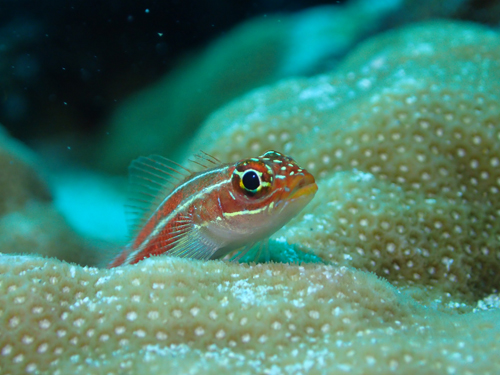 タテジマヘビギンポ