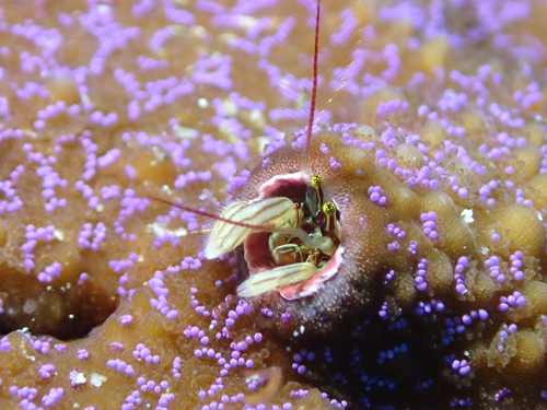 カンザシヤドカリ