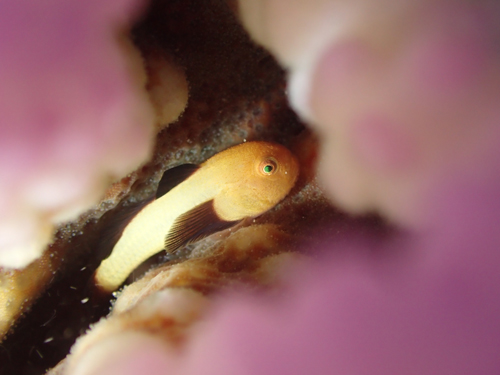 パンダダルマハゼ