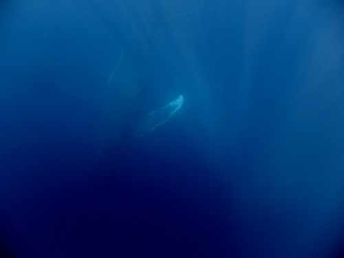 ホエールスイム