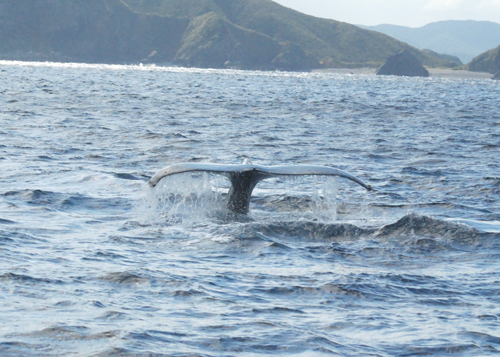 フルークダウン