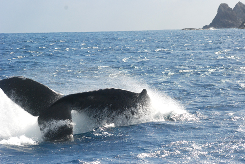 ペダンクルスラップ