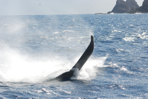 ペダンクルスラップ