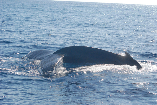 フルークダウン