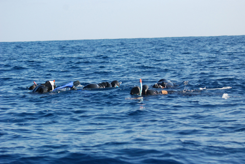 ホエールスイム