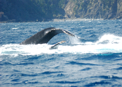 フルークダウン