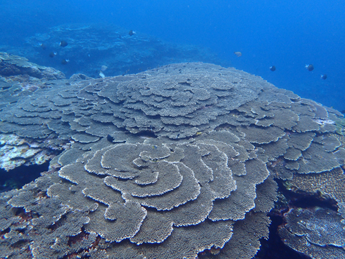 テーブル状のサンゴの群生